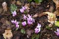 Cyclamen hederifolium Cyklamen bluszczolistny